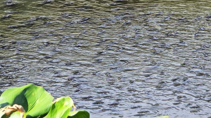 alien fish2 Blackchin tilapia
