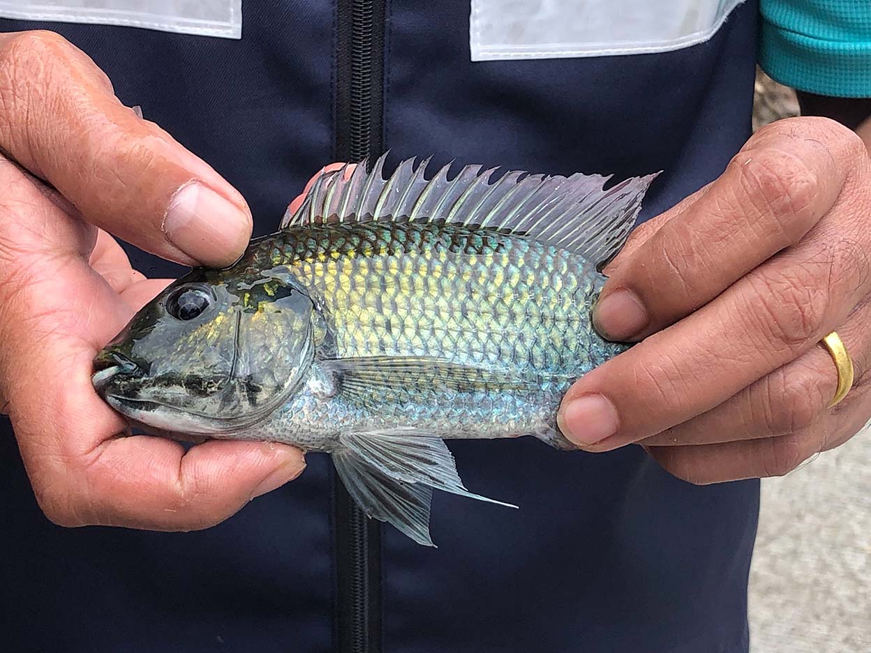 alien fish3
