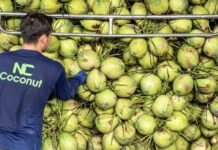 Thai Coconut Water Industry Shaken as “Vietnam” Competes for Chinese Market coconut