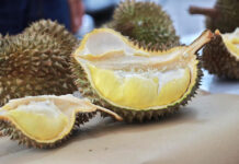 Thai Durian First Half of 2024 Defies the Price War Crisis