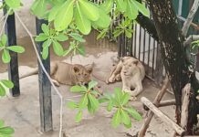 Police Raid Uncovers Illegal Lions and Luxury Cars in Pattaya Villa lions