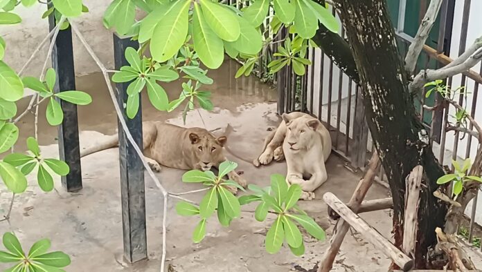 lion chinese12 lions