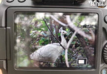 Thai Officials Order Removal of Indian Peacock to Protect Green Peafowls Indian Peacock