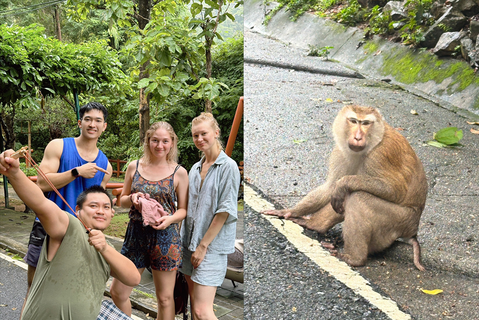 monkey