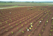 Royal Irrigation Department Adds 4,072 More Trees in Climate Change Fight Royal Irrigation