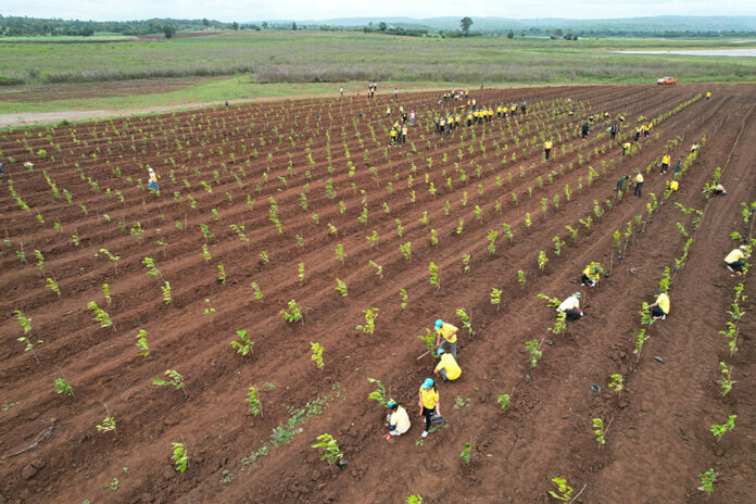 plants Royal Irrigation