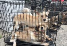 30 Dogs Need Care After Owner Dies Alone in Bangkok Home