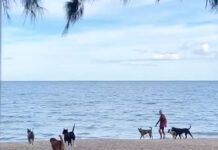 Swiss Man Bitten: Unresolved Problem of Foreigner’s Dogs Plagues Thai Beach