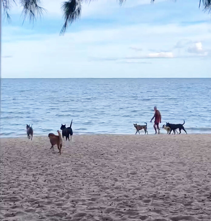prachuap dogs new