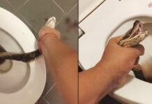 Shocking Bathroom Encounter in Bangkok: Python Bites Man’s Testicle python