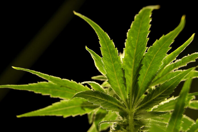 Election 2024 Marijuana