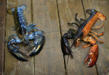 Just How Rare Is a Rare-Colored Lobster? Scientists Say Answer Could Be Under the Shell lobsters