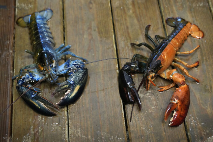 Rare Colorful Lobsters lobsters