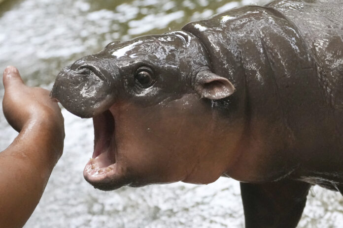 APTOPIX Thailand Pygmy Hippo Moo Deng