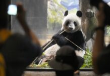 Japanese Fans Bid Farewell to Beloved Panda Pair Before Their Return to China panda