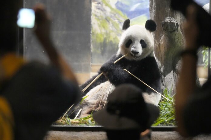 Japan Panda Farewell panda
