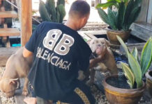 American Bully Owner Pleads for Compassion After Tragic Family Death American Bully