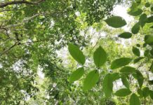 Greenwashing Concerns as Thai Companies Rush Climate Targets Climate