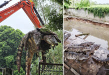 Thai Crocodile Farmer Explains His Desperate Choice of Mass Culling