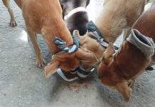 Pattaya Probes Viral Sock-Muzzled Dogs’ Photos, Finds Unique Noise Control Dogs