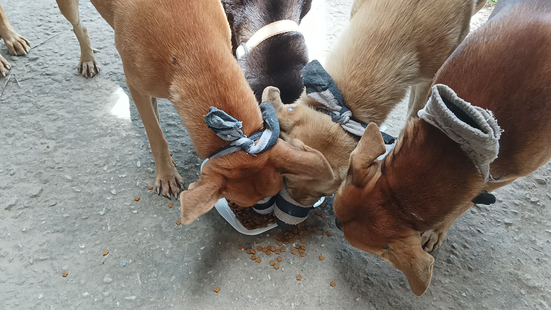 Curated visual reference: Gallery Detail: Pattaya Probes Viral Sock Muzzled Dogs Photos Finds Unique Noise