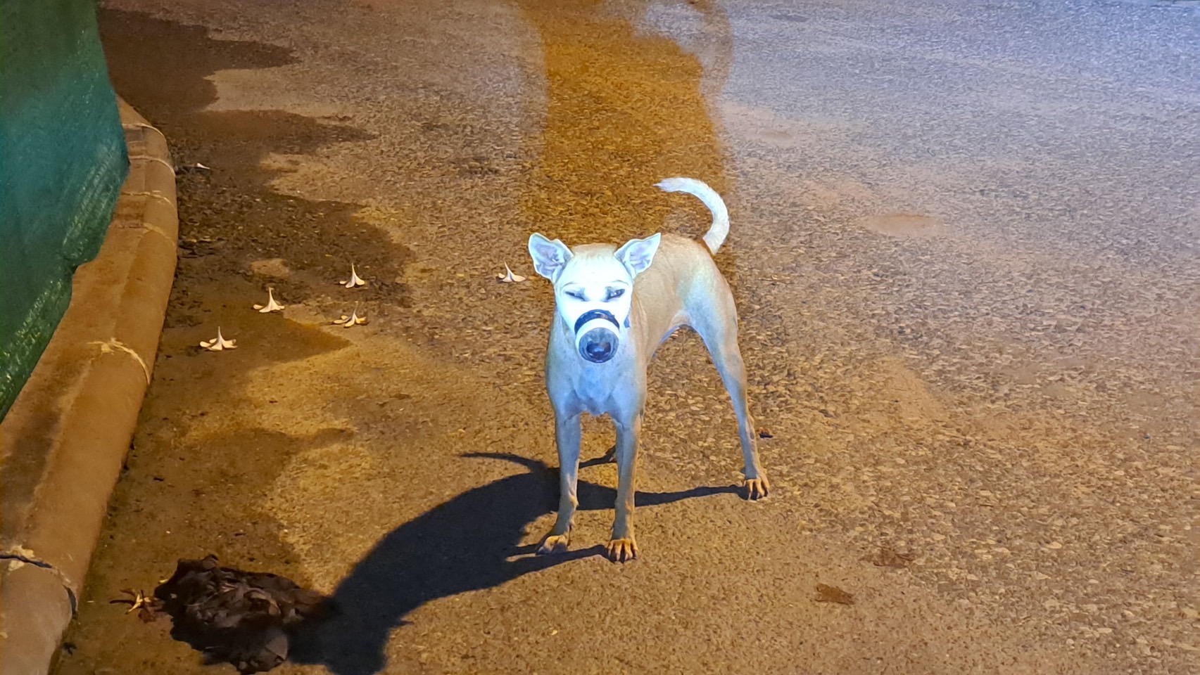 dogs pattaya2