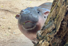 Moo Deng: Decoding a Viral Sensation – The Rise of a Hippo Celebrity