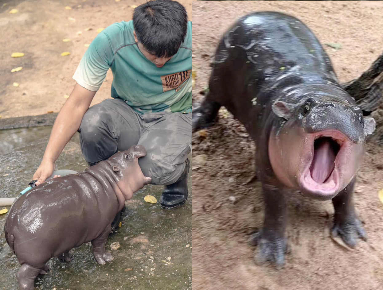 moodeng6