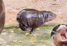 Viral Pygmy Hippo ‘Moo Deng’ Boosts Khao Kheow Open Zoo Visitors pygmy hippo