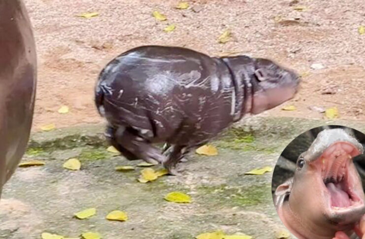 Viral Pygmy Hippo ‘Moo Deng’ Boosts Khao Kheow Open Zoo Visitors pygmy hippo
