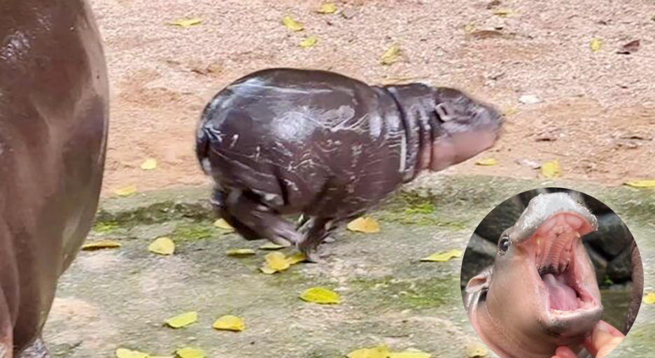 viral-pygmy-hippo-moo-deng-boosts-khao-kheow-open-zoo-visitors