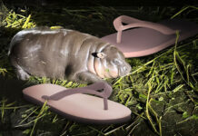 Nanyang Launches Moo Deng-Inspired Sandals to Boost Business Nanyang