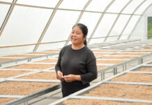 Solar-Powered Success: Thai Farmer’s Organic Rice Find International Markets rice