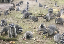 Washington State Woman Calls 911 After Being Hounded by Up to 100 Raccoons raccoons