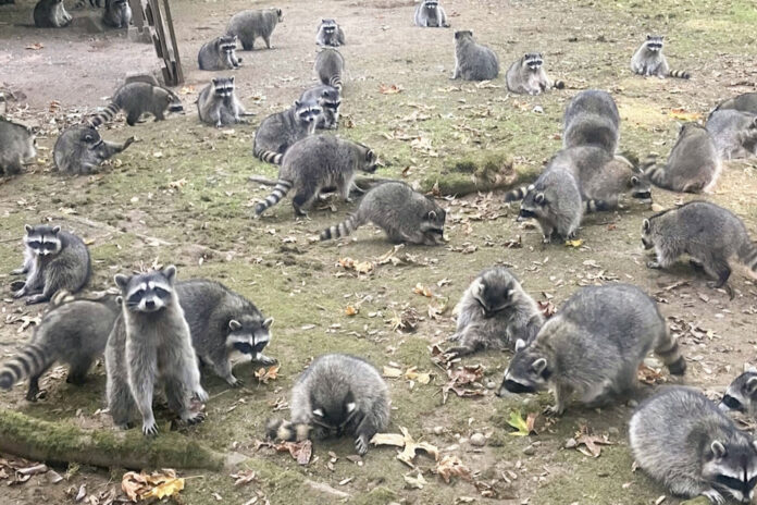 Raccoon Invasion raccoons