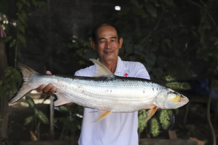 Mekong Ghost Fish Mekong