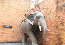 Surin Elephant Museum: A Journey Through History, Culture, and Conservation