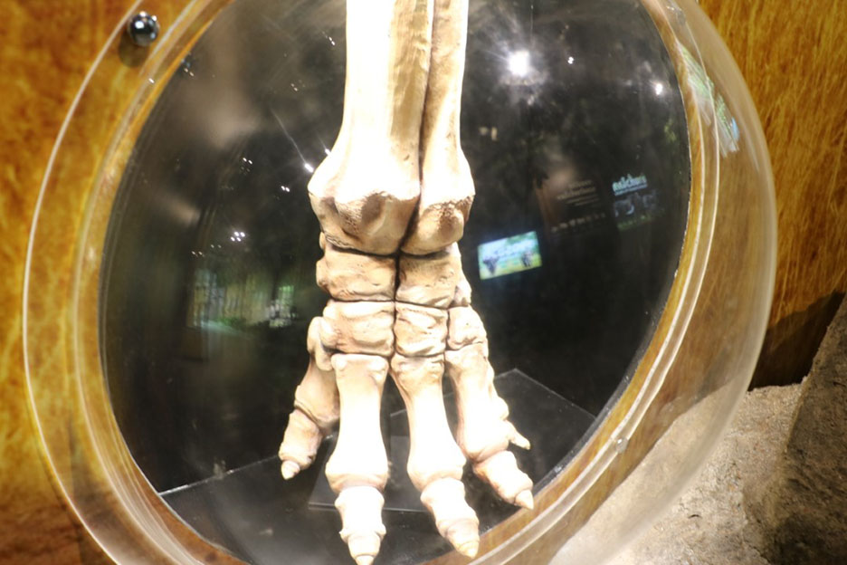elephant museum323