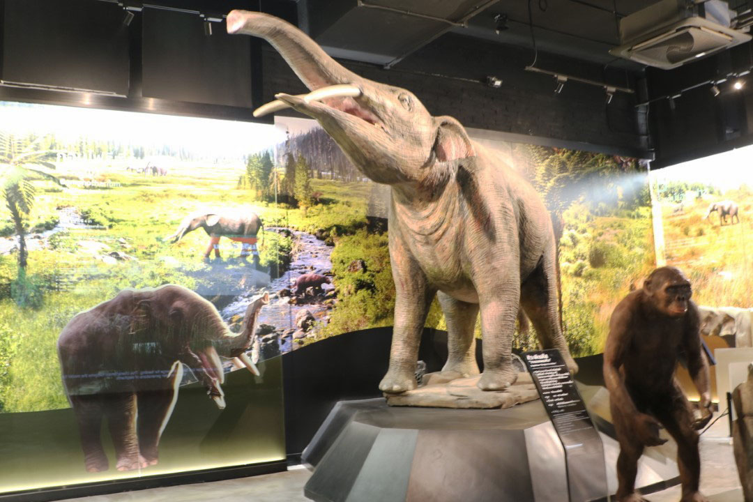 elephant museum333