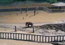 Elephant Deaths in Chiang Mai Flood Spark Debate on Wildlife Safety Protocols