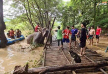 Elephants Lost in Chiang Mai Flood Tragedy, Search for Missing Continues