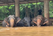 Flash Floods Hit Chiang Mai Elephant Nature Park, Intense Rescue Ongoing Elephant