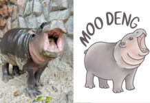 “Moo Deng” Phenomenon Sparks Business Growth, Secures Trademark Moo Deng