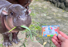 TAT Unveils Five Regional Routes to Boost “Moo Deng” Tourism Moo Deng