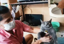 Cats Alert: Water Monitor Pokes Out of Pathum Thani Toilet Bowl