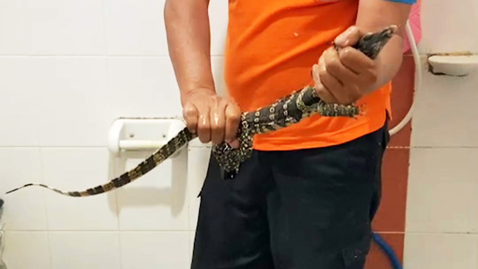 water monitor toilet2