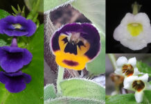 Four New Thai Plant Species Found, One Mimics Monkey Face plant