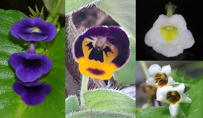 yard7 plant