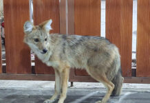 Siamese Jackal Found on Downtown Road, Rescued in Thailand Siamese jackal