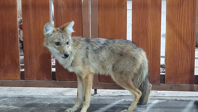 Siamese Jackal1 Siamese jackal